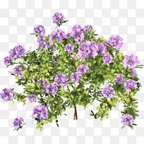 矮灌木开花植物地被一年生植物-植物-空若网 矮灌木开花植物地被一年生植物-植物-空若网