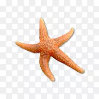 ���Ǽ�Ƥ�����ѧ-����-������