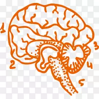 人脑剪贴画-人脑载体材料-空若网 人脑剪贴画-人脑载体材料-空若网