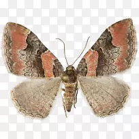 �����Լٵ�����(Hofmannophila Pseudospretella cathoe rubidata�Ҳ�)-����-������