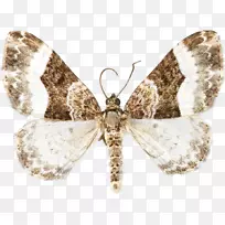 蝶蛾-空若网 蝶蛾-空若网