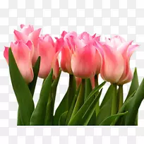 郁金香花叶夹艺术-粉红色郁金香-空若网 郁金香花叶夹艺术-粉红色郁金香-空若网