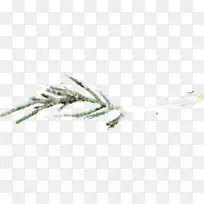 树枝雪平雪覆盖枝-空若网 树枝雪平雪覆盖枝-空若网