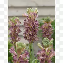 Ó¢¹úÞ¹Ò²ݿ龥ÁÛ¾¥£¬³Ý×´Ö²Îï-ÁÛ¾¥-¿ÕÈôÍø Ó¢¹úÞ¹Ò²ݿ龥ÁÛ¾¥£¬³Ý×´Ö²Îï-ÁÛ¾¥-¿ÕÈôÍø