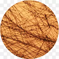 Ô²×ØÉ«Ê÷Ô²-¿ÕÈôÍø Ô²×ØÉ«Ê÷Ô²-¿ÕÈôÍø