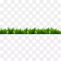 香根草甜草商品绿色麦草-空若网 香根草甜草商品绿色麦草-空若网