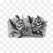 拉叶/m/02csf开花植物白叶-空若网 拉叶/m/02csf开花植物白叶-空若网