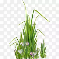 草坪草甸剪贴画-草-空若网 草坪草甸剪贴画-草-空若网