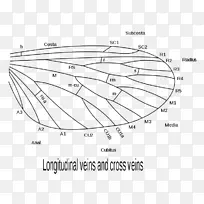 ������.��Լɪϵͳ�׳��۳�Ŀ�����Ͷ���ⲿ��̬.�׳�-������