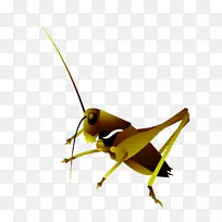 蝗虫手绘图案昆虫-空若网 蝗虫手绘图案昆虫-空若网