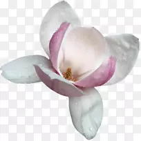 木兰剪贴画-空若网 木兰剪贴画-空若网