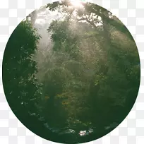 本地植物/m/02j71清晰梦光博客-空若网 本地植物/m/02j71清晰梦光博客-空若网