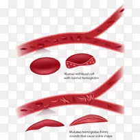 ��״ϸ������ϸ��ƶѪ����-������