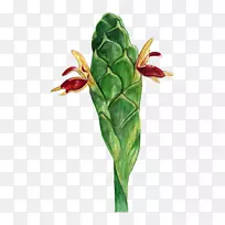 ���θ�����ֲ��-����-������