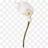 ��ˮ�ʻ�.С�Ż�-������