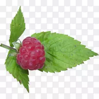 覆盆子-空若网 覆盆子-空若网