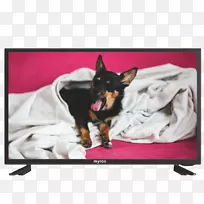 澳大利亚牧羊犬托儿所宠物猫-空若网 澳大利亚牧羊犬托儿所宠物猫-空若网