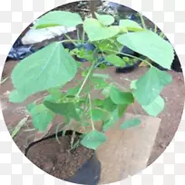 ÑÅľ²Ý¸èÒ¶-¿ÕÈôÍø ÑÅľ²Ý¸èÒ¶-¿ÕÈôÍø