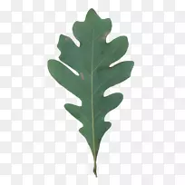 Ҷ��ѧ������Ȼ���ּӣ�-Ҷ-������