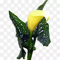 百合花切花-空若网 百合花切花-空若网