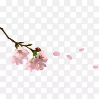 粉色剪贴画-樱花-空若网 粉色剪贴画-樱花-空若网