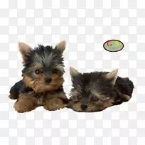 约克郡小狗博美犬哈瓦尼斯犬-小狗-空若网 约克郡小狗博美犬哈瓦尼斯犬-小狗-空若网