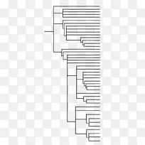 APGⅡ系统apg系统被子植物系统发育群apgⅢ系统cladgram-空若网 APGⅡ系统apg系统被子植物系统发育群apgⅢ系统cladgram-空若网