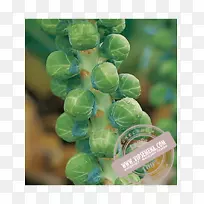 十字花科蔬菜-空若网 十字花科蔬菜-空若网