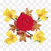 石竹科切花花瓣昆虫花-空若网 石竹科切花花瓣昆虫花-空若网