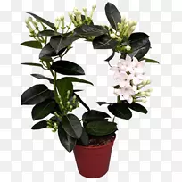 室内植物花盆切花花园玫瑰花-空若网 室内植物花盆切花花园玫瑰花-空若网