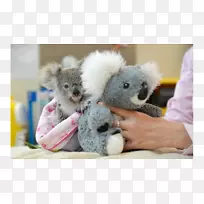 澳大利亚动物园婴儿考拉玩具熊考拉-空若网 澳大利亚动物园婴儿考拉玩具熊考拉-空若网
