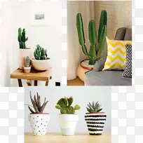 仙人掌科室内植物仙人掌花园肉质植物花盆植物-空若网 仙人掌科室内植物仙人掌花园肉质植物花盆植物-空若网