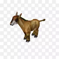 牛的动物群,动物鼻子,野生动物-动物-空若网 牛的动物群,动物鼻子,野生动物-动物-空若网