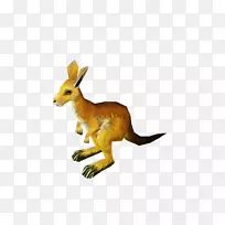 大袋鼠科红狐尾动物-袋鼠-空若网 大袋鼠科红狐尾动物-袋鼠-空若网