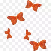 彩色花橙-空若网 彩色花橙-空若网