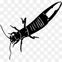 昆虫授粉器白色剪贴画-昆虫-空若网 昆虫授粉器白色剪贴画-昆虫-空若网
