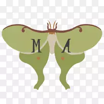 飞蛾翅虫剪贴画-昆虫-空若网 飞蛾翅虫剪贴画-昆虫-空若网