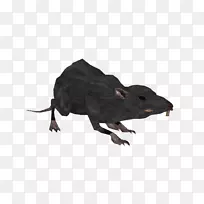 老鼠陆生动物鼻子野生动物.老鼠-空若网 老鼠陆生动物鼻子野生动物.老鼠-空若网