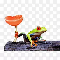 红眼树蛙两栖动物林蛙-空若网 红眼树蛙两栖动物林蛙-空若网