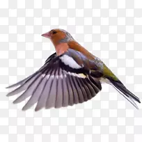 欧洲知更鸟诺福克岛鸟-空若网 欧洲知更鸟诺福克岛鸟-空若网