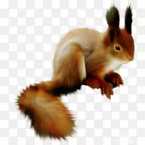 ���Ĳ���������-������