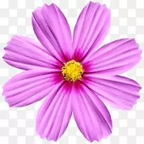 旋转切花对称变换-花-空若网 旋转切花对称变换-花-空若网