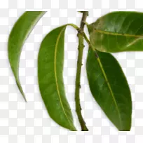 ��Ҷ��â������Ҷ-������