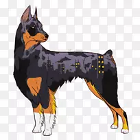 澳大利亚猫科犬澳大利亚海带澳大利亚牛犬繁殖澳洲剃刀犬脆弱性-澳大利亚-空若网 澳大利亚猫科犬澳大利亚海带澳大利亚牛犬繁殖澳洲剃刀犬脆弱性-澳大利亚-空若网