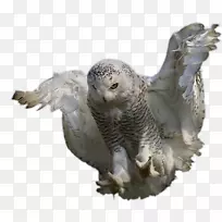 Сèͷӥ���Ĳ�����-èͷӥ-������