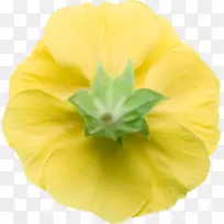 ÆÕͨҹ-±¨´º»¨-¿ÕÈôÍø ÆÕͨҹ-±¨´º»¨-¿ÕÈôÍø