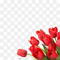 郁金香桌面壁纸花卉-空若网 郁金香桌面壁纸花卉-空若网