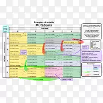 无意义突变遗传密码点突变遗传学-空若网 无意义突变遗传密码点突变遗传学-空若网