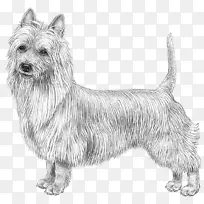 澳大利亚格伦猎犬诺维奇猎犬澳大利亚丝质猎犬斯凯猎犬-空若网 澳大利亚格伦猎犬诺维奇猎犬澳大利亚丝质猎犬斯凯猎犬-空若网