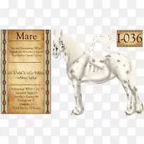 包装动物-动物-空若网 包装动物-动物-空若网